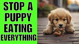 How To STOP A Puppy From Eating Everything Off The Ground (TODAY)