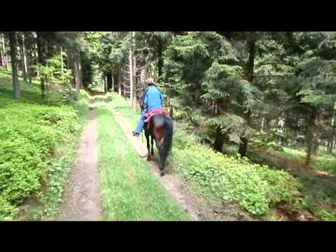 Wanderreiten auf Missouri Foxtrotter im Mühlviertel