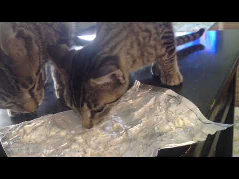 Cats eating cream cheese