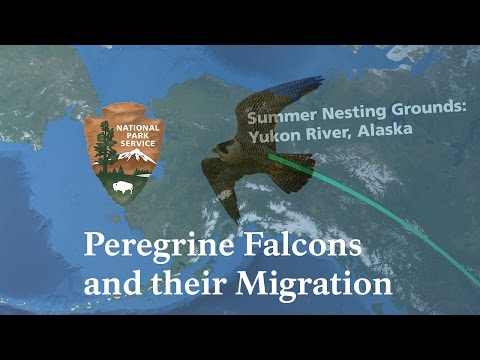 download lagu mp3 mp4 Peregrine Immigration, download lagu Peregrine Immigration gratis, unduh video klip Download Peregrine Immigration Mp3 dan Mp4 Music Gratis