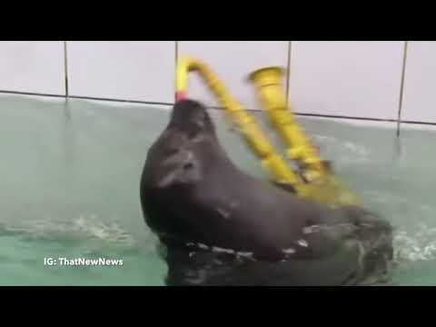 Foca suona sassofono - Seal plays "Careless whisper, George Michael" on sax)