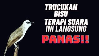 Download lagu TRUCUKan Males bunyi❓puter ini auto ikut buka paruh❗ mp3