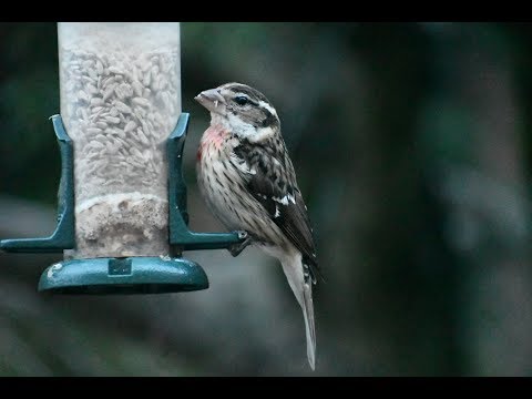 Rose Breasted Grosbeak at the Backyard Feeder