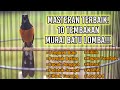MASTERAN TERBAIK MURAI BATU MATERI LOMBA FULL ISIAN 100 AMPUH BIKIN GACOR ️ ️
