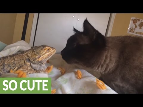 Cat and lizard share unlikely animal friendship