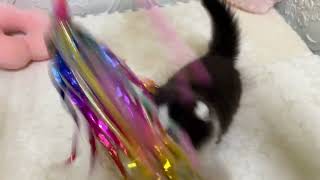 スコティッシュフォールドの動画01