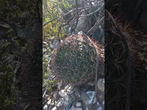 #argentina #santamaria #catamarca #cactus #paisajes #nature
