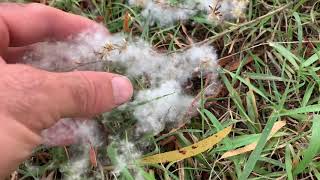 Black Willow Seeds