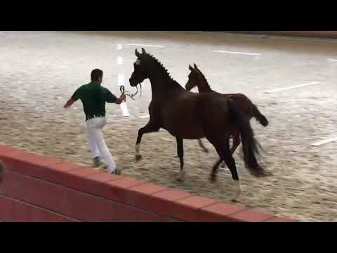 SF von Escolar x Sir Donnerhall - 2017