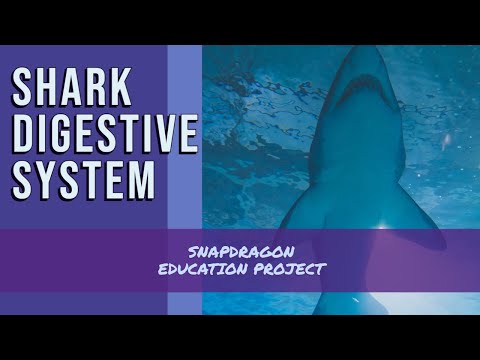 The Shark Digestive System