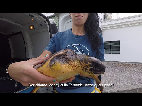 Benvenuta Maddy - Centro Recupero Tartarughe Marine di Brancaleone