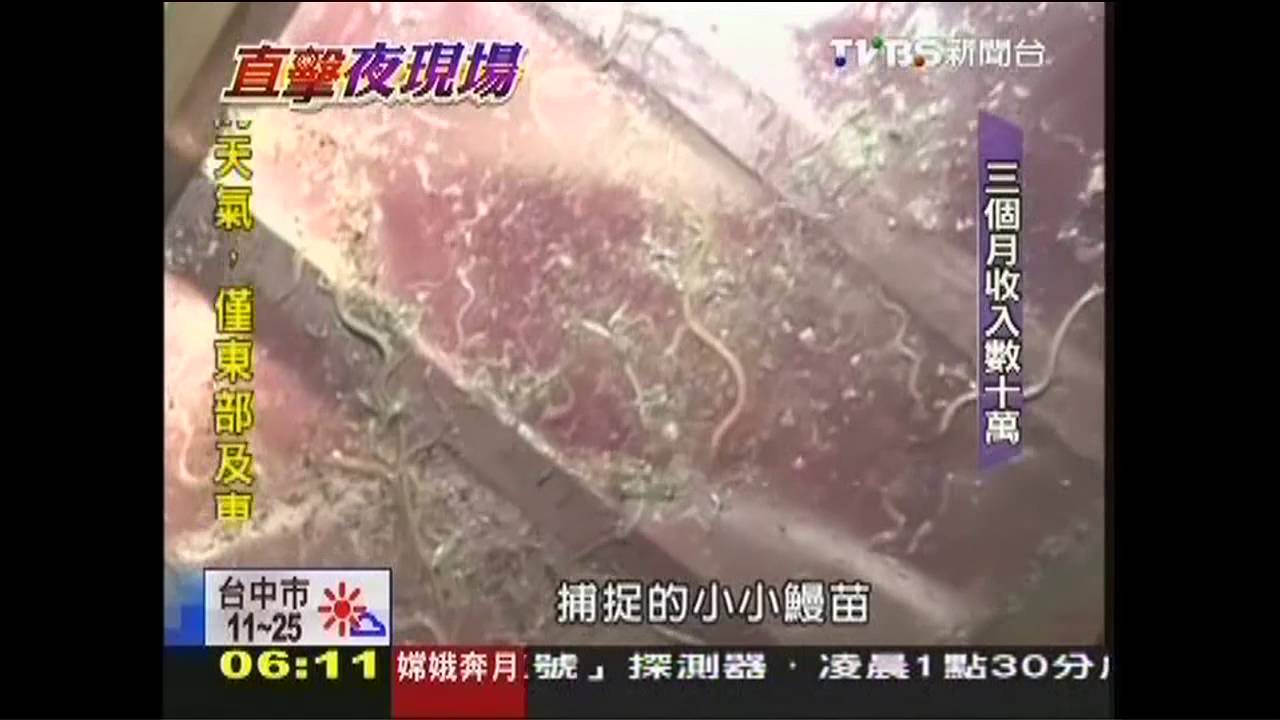 拚數十萬「年終」　漁民深夜出海捕鰻苗