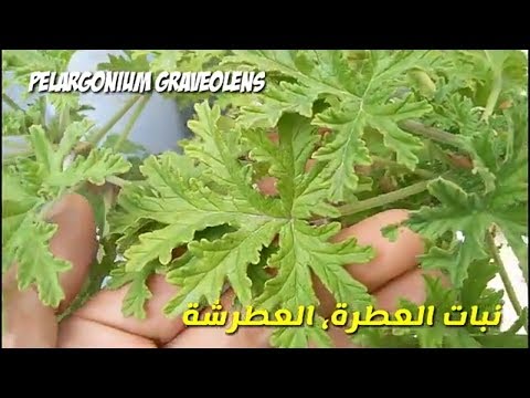 , title : 'زراعة و تكاثر نبات العطر، العطرة، عطرشة و فوائد العطرية  Pelargonium graveolens'