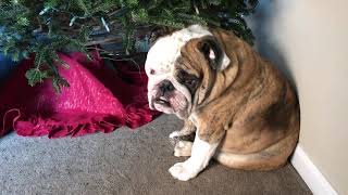 Reuben the Bulldog: Smells Like the Holidays