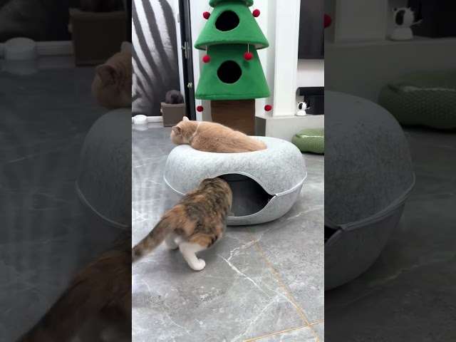 Vídeo relacionado con Dehner Túnel para Gatos Color XL, diámetro 25 cm, Longitud 90 cm, poliéster, Azul