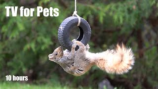 Squirrels Playing on the Tire Swing - 10 Hour Video for Pets and People to Enjoy - Apr 24, 2024