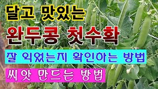 [텃밭농부 1,485]  달고 맛있는 완두콩. 첫번째 수확. 익은 것 구분하고 씨앗 만드는 방법. #완두콩재…