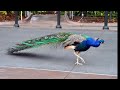 Peacock Sound Peacock Lovers Peacock Likers Peacock Friends Tjarparkar Peacock Sindhi Peacock