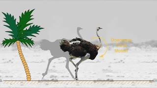 Trunk Pitch Oscillations for Energy Trade-offs in Bipedal Running Birds and Robots