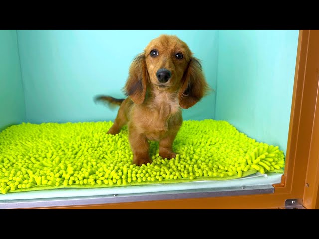 (子犬) 犬種：ダックスフンド・ミニチュア・ロング 女の子 ブリーダー マロニエケンネル　MARRONNIER KENNEL k3749の画像