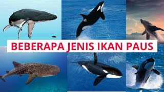 Download lagu Beberapa jenis ikan paus #ikanpaus #animals #belajar mp3