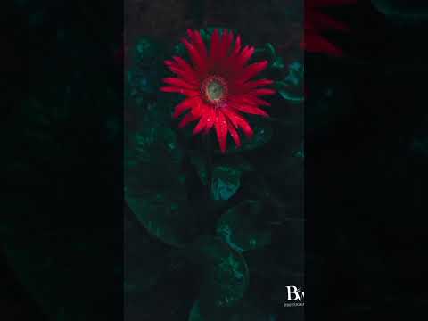 video #video #love #youtubeshorts