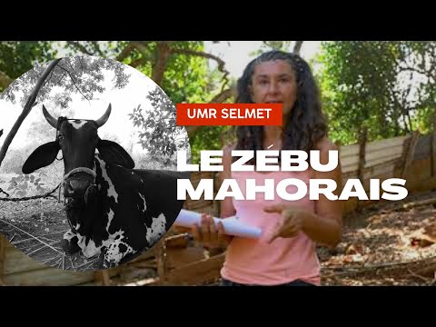 , title : 'Le zébu mahorais'