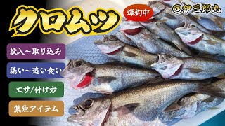 ライト中深場釣り@ 伊三郎丸 | クロムツ釣り | アカムツ | キンメ| 中深海 | 相模湾 | 船釣り | 高級魚狙い | 解説 | 仕掛け | 取り込み | 追い食い | 特エサ