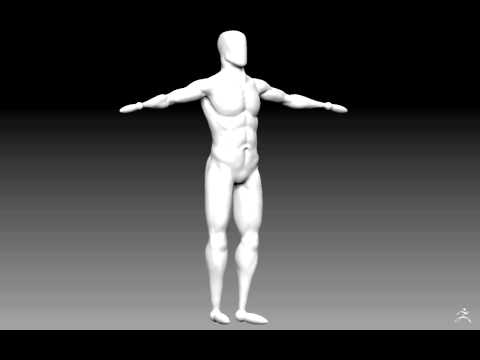 Male Anatomy Study