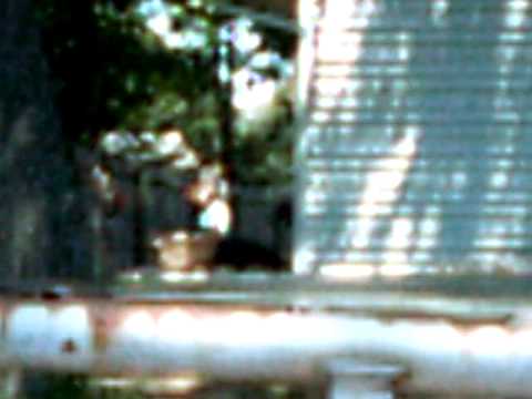 The Dreaded Bit Monster(aka: phyco bitch)