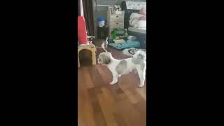 Our Dog and Cat
