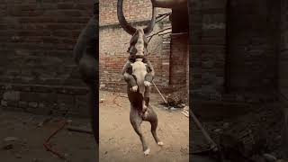 Pitbull Dog Lock Kese Lagta Hai ? 😈 #pitbull #dog #dogs #new #shorts