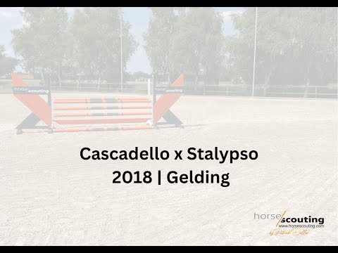 *2018 | SHOWJUMPER | Cascadello x Stalypso | Gelding
