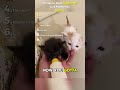 Best Funniest Medazelli Funny Funnycat Medazelli