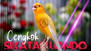 Download lagu AUTO MAHAL - MASTERAN KENARI ISIAN SIKATAN LONDO mp3