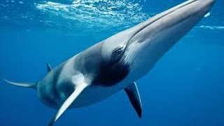 Mike Ball liveaboard GoPro Super HD!! Great Barrier Reef