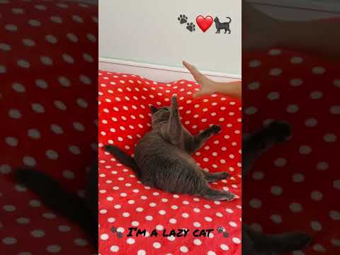 Lazy british shorthair cat 🐈‍⬛❤️🐾💙