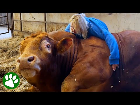 The Special Bond Between Bull and Woman