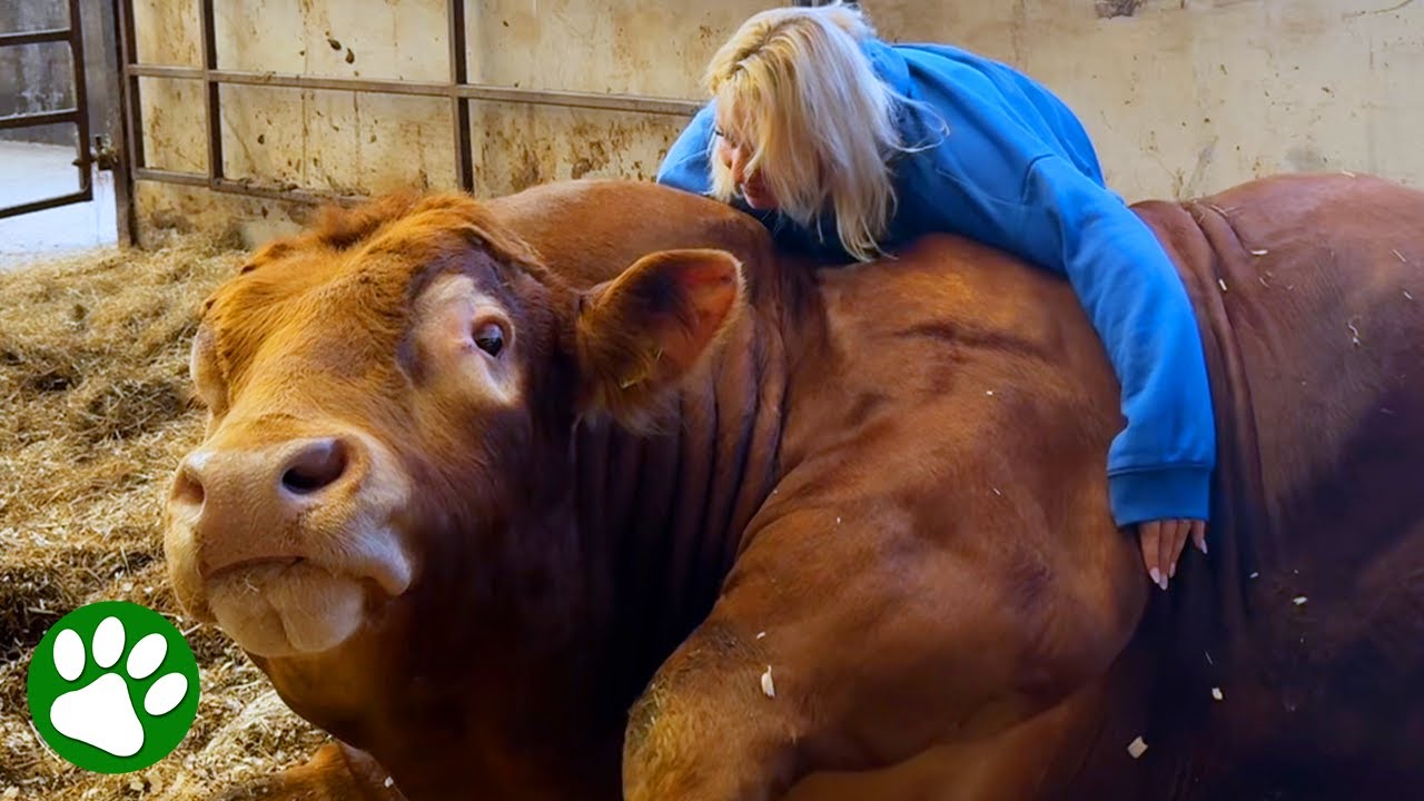 Gentle Giant Bull Has Special Bond With Woman Who Raised Him