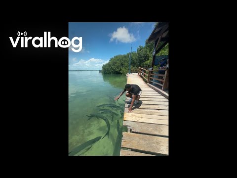 ターポンがもっと大きなビュッフェを催すところだった || ViralHog