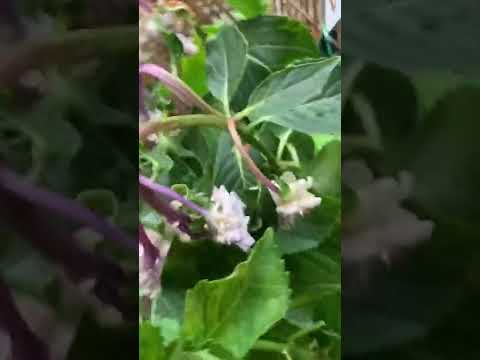 アジサイの管理ミスで葉が赤くなったり落ちたりするのはなぜですか?