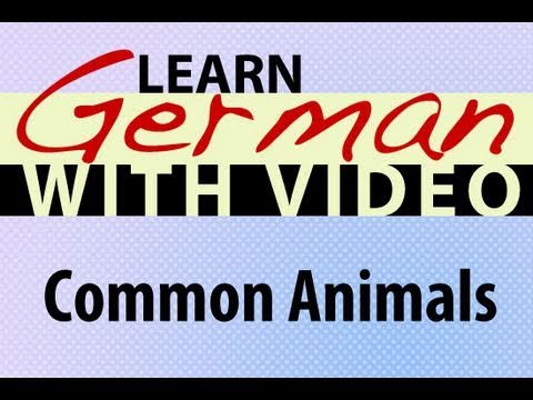 Learn German with Video Common Animals