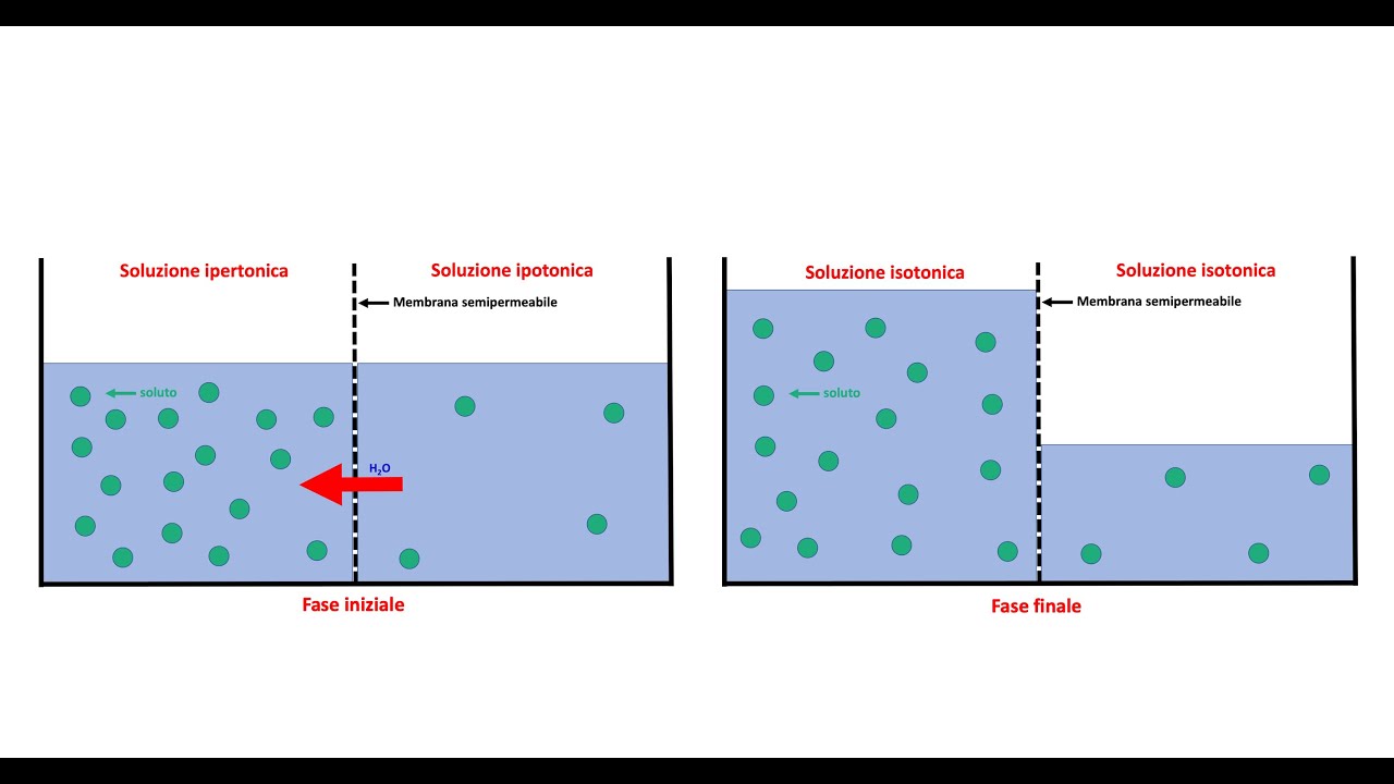Trasporti passivi: diffusione semplice, facilitata e osmosi