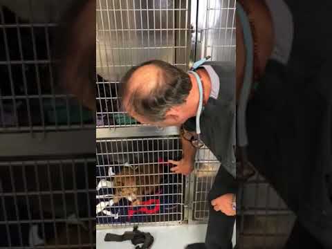 Dog and cat dental cleanings and Extractions , Bite wound abscesses