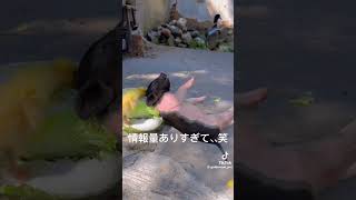 情報量ありすぎ問題　#衝撃映像  #tiktok