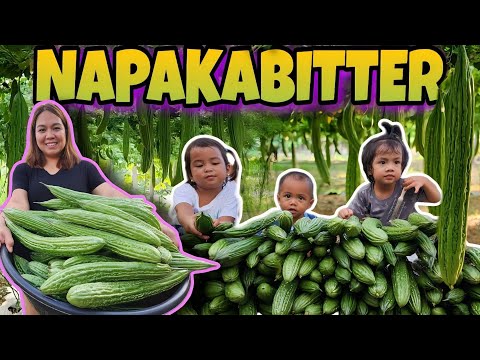 EP439 - ANDAMING BITTER! | AMPALAYA HARVEST