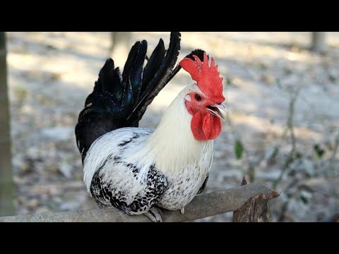 20 Different Rooster Crowing Sound Effect | Rooster Crowing Compilation Plus