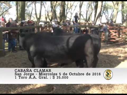 05-10-16 Venta de Toros - Cabaña San Jose e Invitados - San Jorge.