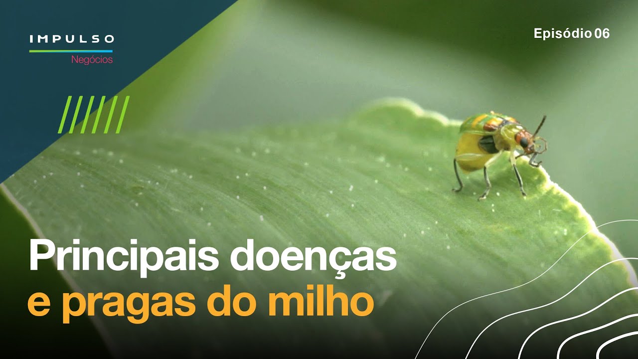 Pragas e Doenças do Milho: Conheça as Principais e saiba Combatê-las | Impulso Negócios EP. 06