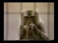 Sesame Street Eating Song